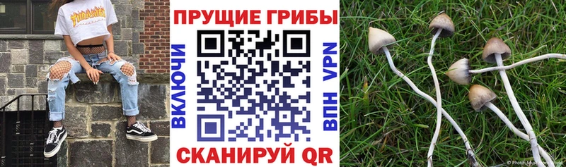 Псилоцибиновые грибы прущие грибы наркошоп omg сайт Белоусово